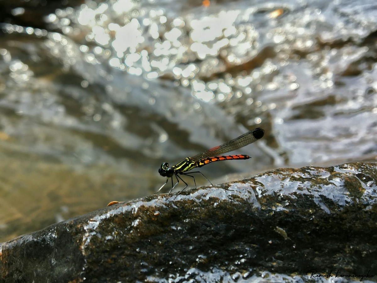 Chlorocyphidae